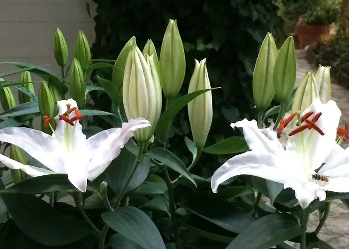 Πανσιόν Anerada & - Pet Friendly Mega Chorio